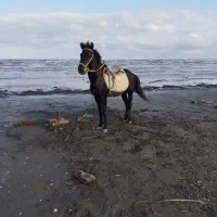 اسب نر 6ساله