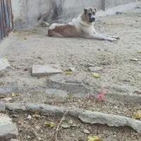 واگزاری سگ خراسانی|سگ|بهار, |دیوار