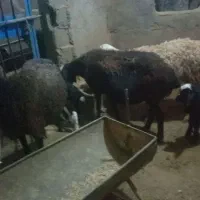 ۳ راس میش 4 راس بره