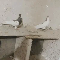 کبوتر پلاکی و یالی