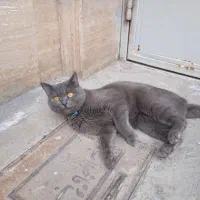 گربه گمشده|گربه|میانه, |دیوار