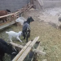 بزبزغاله میش بره
