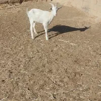 یک ساله سانن فروشی