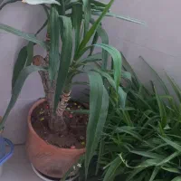 تعداد گلدان طبیعی آلوورا و گندمی  دونه ۱۰۰ و ۲۰۰ ت|گل و گیاه طبیعی|تهران, خاوران|دیوار