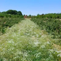 مشاور باغات و گیاهان دارویی
