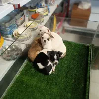 سگ شی هوا هوا کوچک ترین نژاد دنیا