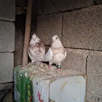 طوقی|پرنده|بندر ماهشهر, |دیوار
