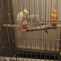 فروش عروس هلندی (اقای کاکولی وپسته خانم)|پرنده|پیشوا, |دیوار