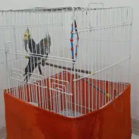 عروس هلندی|پرنده|رشت, تازه آباد|دیوار