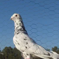 کبوتر گرفتنی و جوانه|پرنده|سبزوار, پاسداران|دیوار