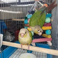 طوطی گرینچیک و راهب|پرنده|ساری, |دیوار