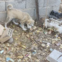 توله ماده|سگ|ورزقان, |دیوار