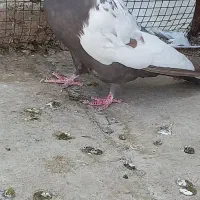 ماده دمبی ویه جفت شازده سرور وهما|پرنده|فلاورجان, |دیوار