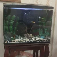 آکواریم خارجی زیبا|ماهی|تهران, افسریه شمالی|دیوار