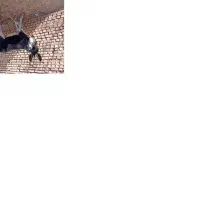 الاغ۲سال|حیوانات مزرعه|بروجن, |دیوار