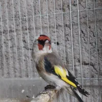 سهره چونه سفید مُهر