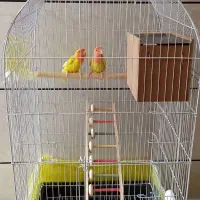 کوتوله زرد صورت هلویی|پرنده|خمینی‌شهر, |دیوار