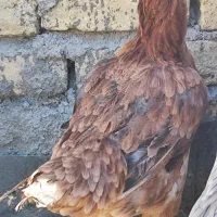 معاوضه باکفتر