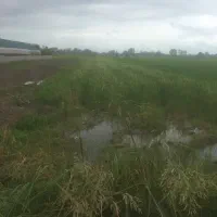 زمین ۱۰۰۰ متری داخل بافت سرخ رود(روستای گل محله)|فروش زمین و ملک کلنگی|سرخرود, |دیوار