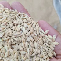 جو بذر کردستان*سالم و پربازده