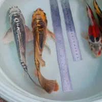 ماهی کوی سوپر باله