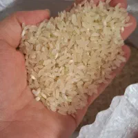 فروش برنج کامفیروز با کیفیت