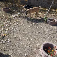 سگ دو رگه|سگ|اردبیل, |دیوار