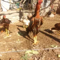 خروس لاری اوشامو
