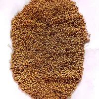 خرید گشنیز