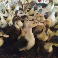 جوجه اردک ۴۰روزه