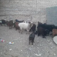 بز وبزغاله ویک بره جری ماده درشت وچاق|حیوانات مزرعه|زاهدان, |دیوار