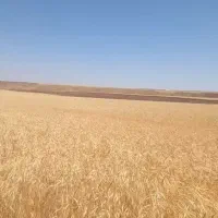 فروش زمین کشاورزی ۱۵ هکتاری