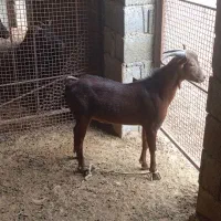 فروش کهره نر چاق