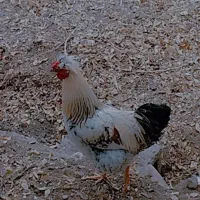 خروس کاکلی ۸ ماهه