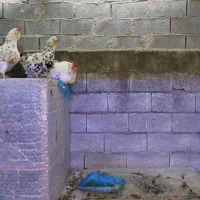 تخم نطفه دار گلین لری اصیل