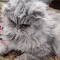 گربه