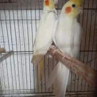عروس هلندی