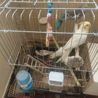 پرنده خونگی|پرنده|دهلران, |دیوار