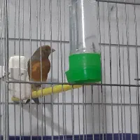 قناری نر توسرخ|پرنده|بروجرد, |دیوار