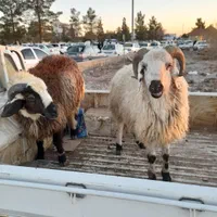 ذبح گوسفند یا قصاب سیار.