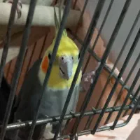 یک جفت عروسی هلندی