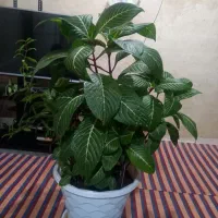 گل زیبا وسرحال آپارتمانی