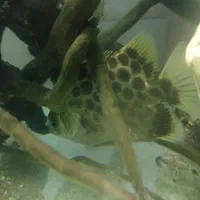 مانستر فیش|ماهی|کاشان, کارگر|دیوار