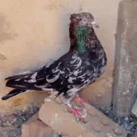 فروش  ۲۴ کبوتر پرشتی خوب خوش رنگ