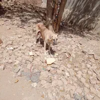 سرابی|سگ|اسدآباد, |دیوار