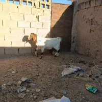 باسلام دوبز ویک نربز|حیوانات مزرعه|نیمبلوک, |دیوار