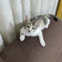 گربه خانگی رایگان