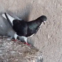 ماده افشونی شوش