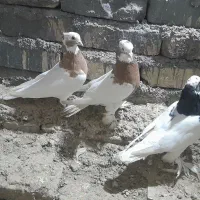 فروش تعدادی طوق نر وماده خوش ذات