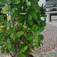 فروش گل|گل و گیاه طبیعی|مریوان, |دیوار